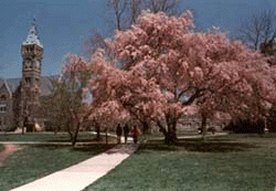 Flowering Cherry Tree, Bryn Mawr College