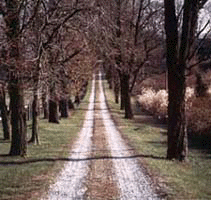 tree-lined path